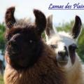 Lamas des Plaines 1