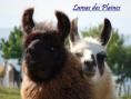 Lamas des Plaines 1